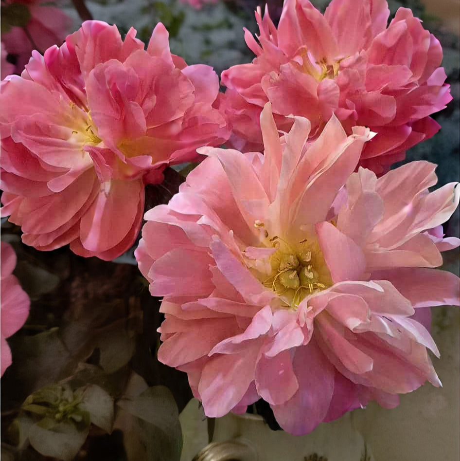 Peonies