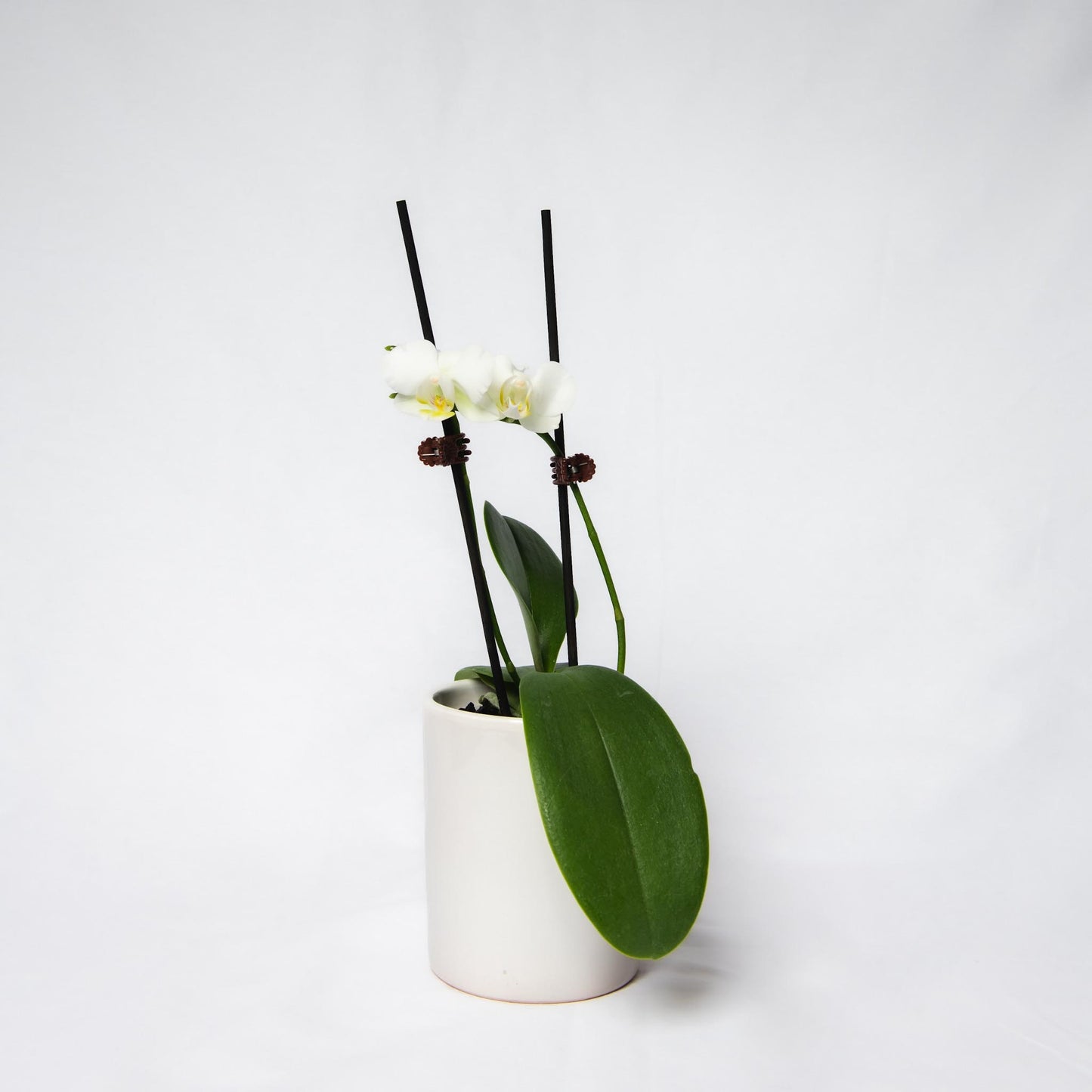 Orchid Plant - Phalaenopsis - Devonport Flowers