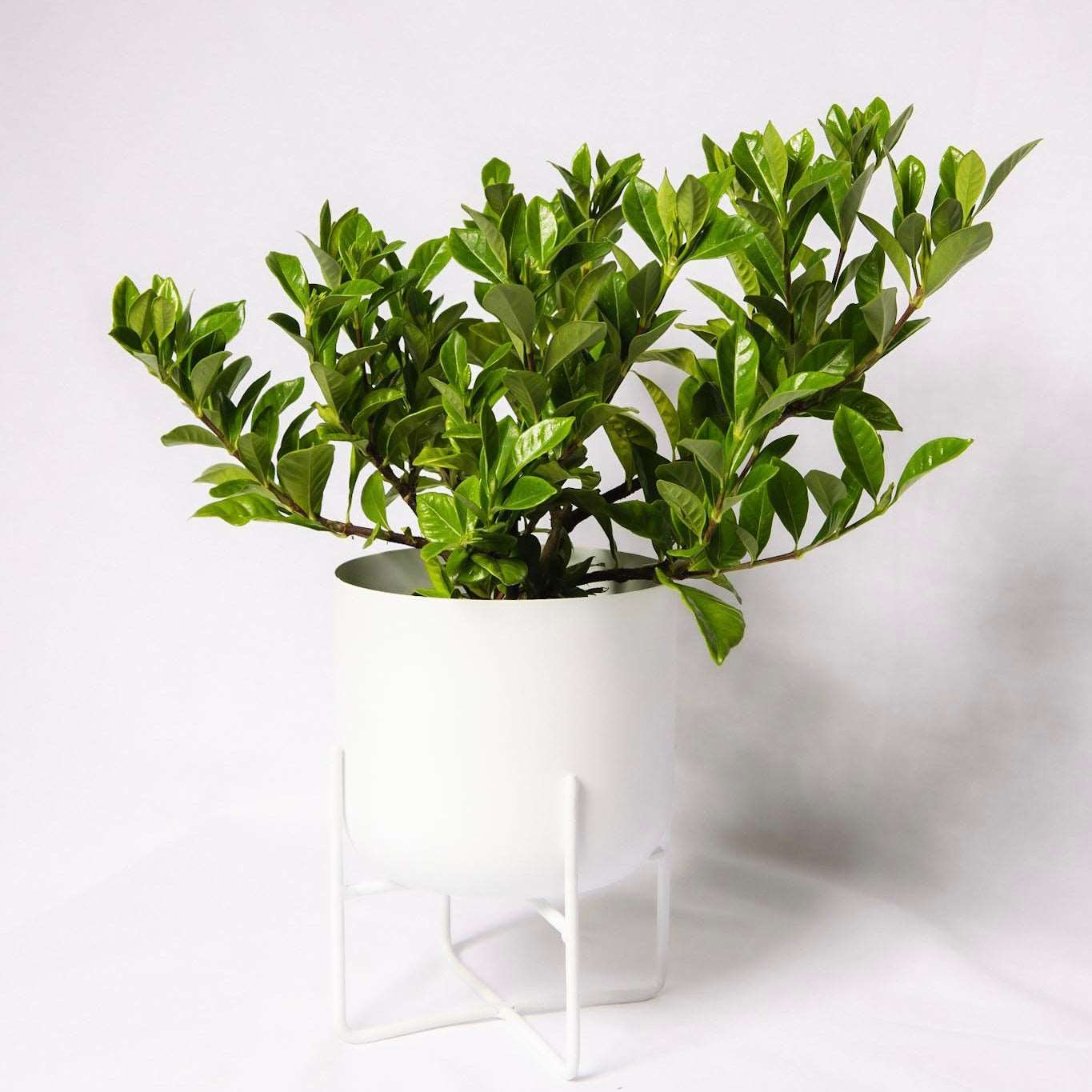 House Plant Weekly Special