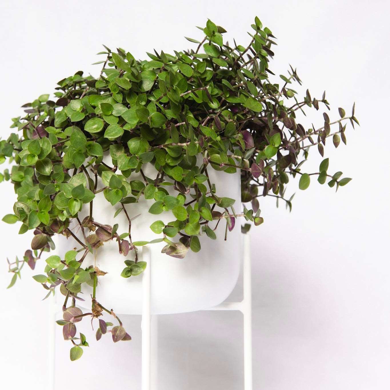 House Plant Weekly Special