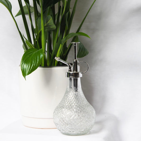 House Plant with Pot & Water Spritzer