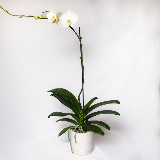 Orchid Plant - Phalaenopsis - Devonport Flowers