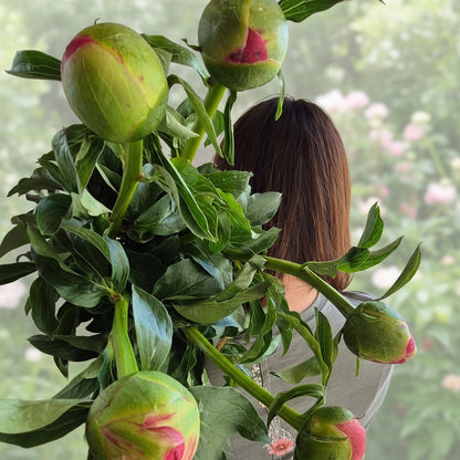 Paeony Special