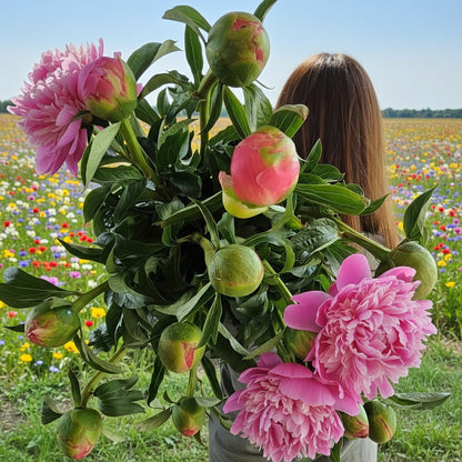 Paeony Special