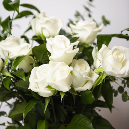 Premium White Roses
