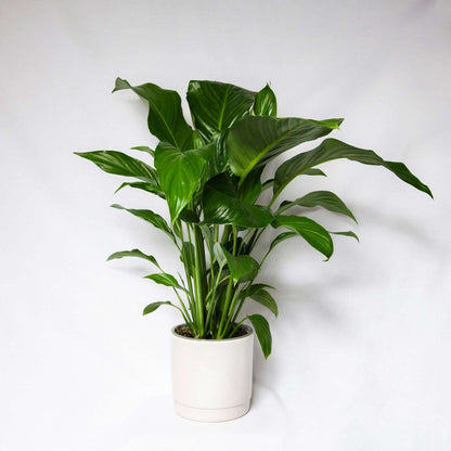 House Plant Weekly Special