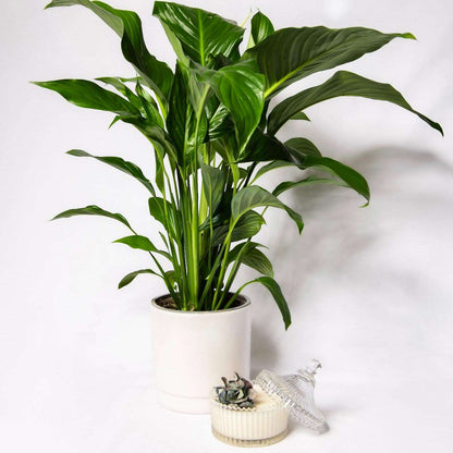 House Plant with Pot & Candle