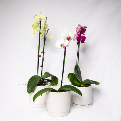 Orchid Plant - Phalaenopsis - Devonport Flowers