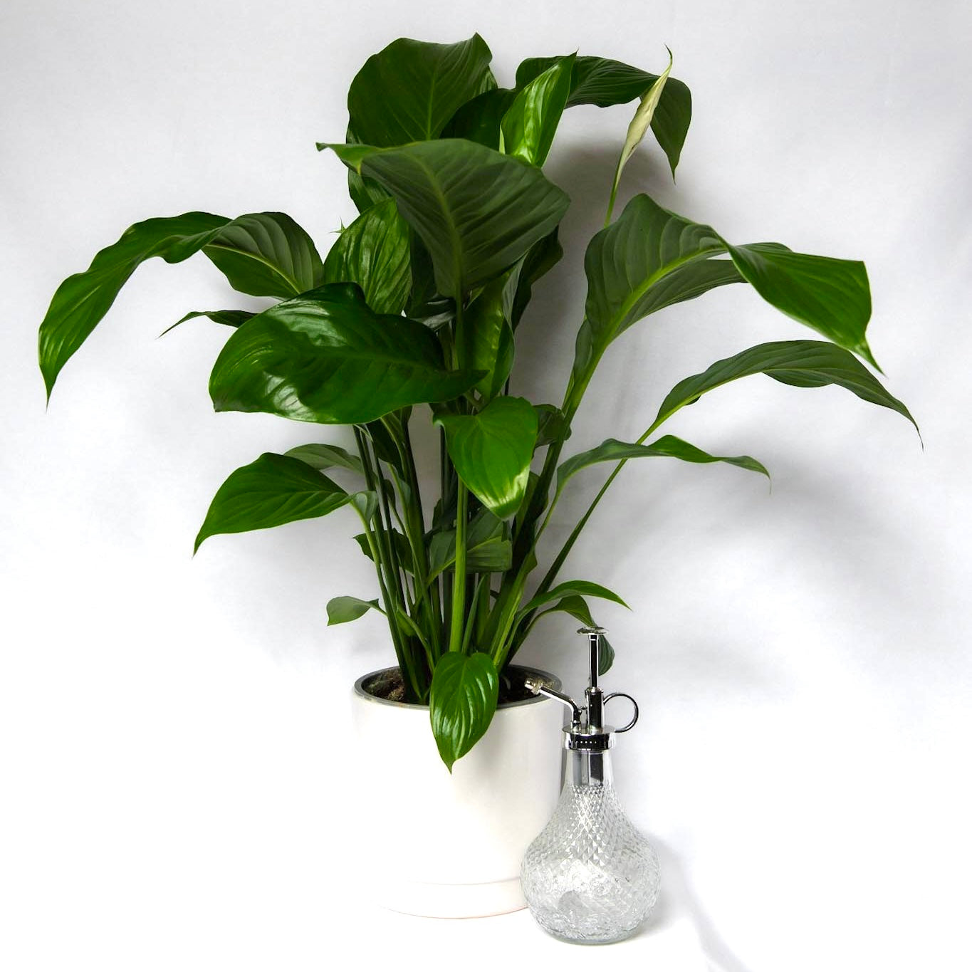 Plant Water Spritzer